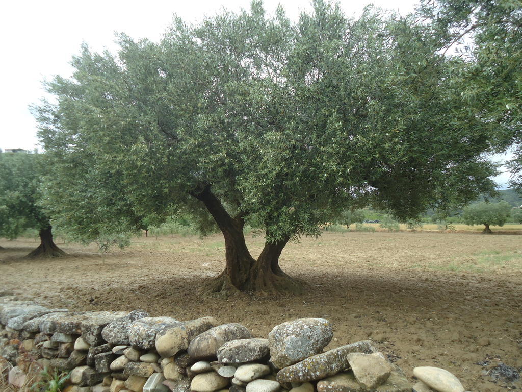 Vila Casa Felisa Pirineo Aragones Santa Eulalia de Gállego Pokoj fotografie
